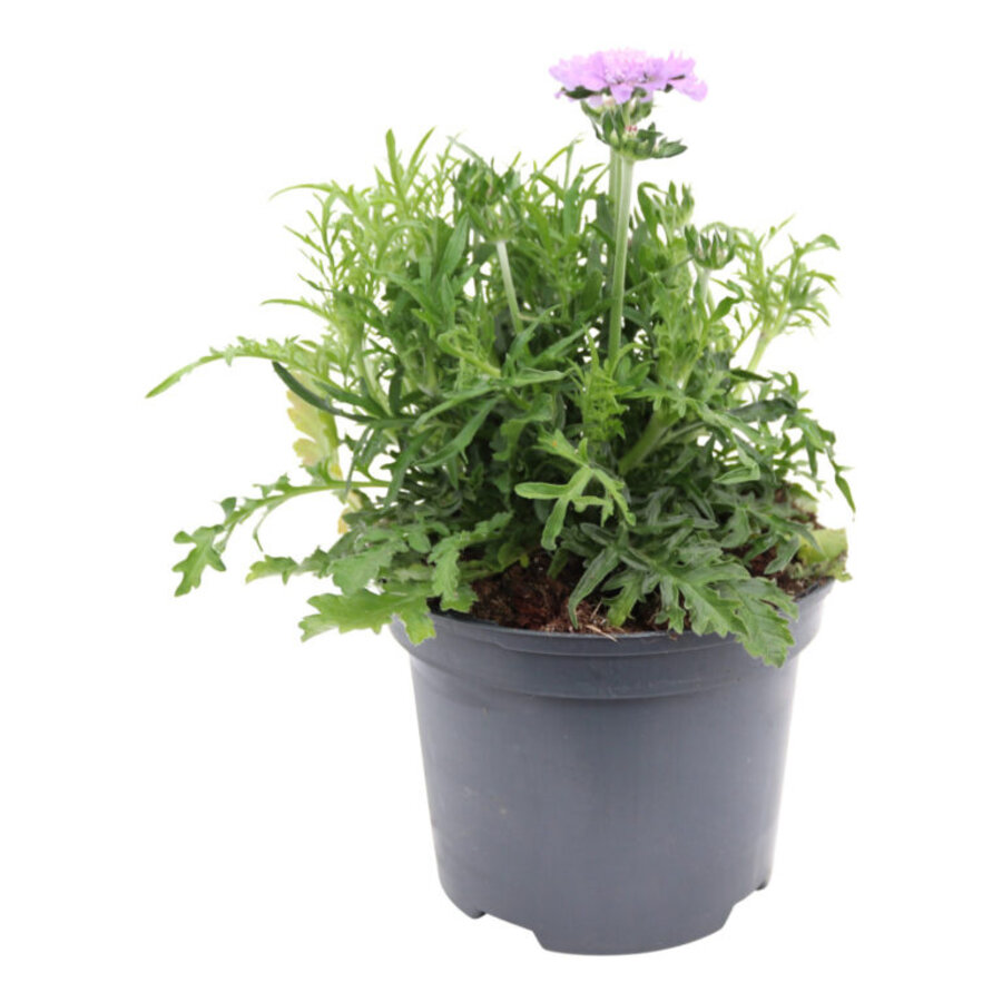 Scabiosa columbaria 'Butterfly Blue' | Duifkruid | ca. 20 cm hoog | In 14 cm pot | Langbloeiende vaste plant