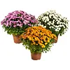 Bolchrysanten mix | Chrysanthemum | Diverse kleuren | 25 tot 30 cm hoog | 15 cm pot | Verkoop per stuk
