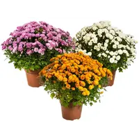 Bolchrysanten mix (Chrysanthemum) | Diverse kleuren | 25 tot 30 cm hoog | In 15 cm pot | Verkoop per stuk
