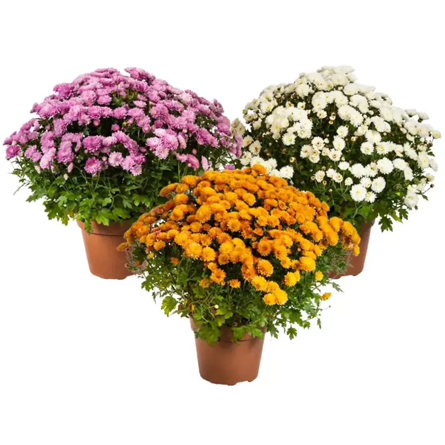 Bolchrysanten mix (Chrysanthemum) | Diverse kleuren | 25 tot 30 cm hoog | In 15 cm pot | Verkoop per stuk