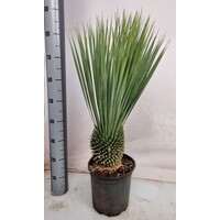 Yucca rostrata | 85 cm hoog | 24 cm pot | wintergroene blikvanger voor tuin en terras