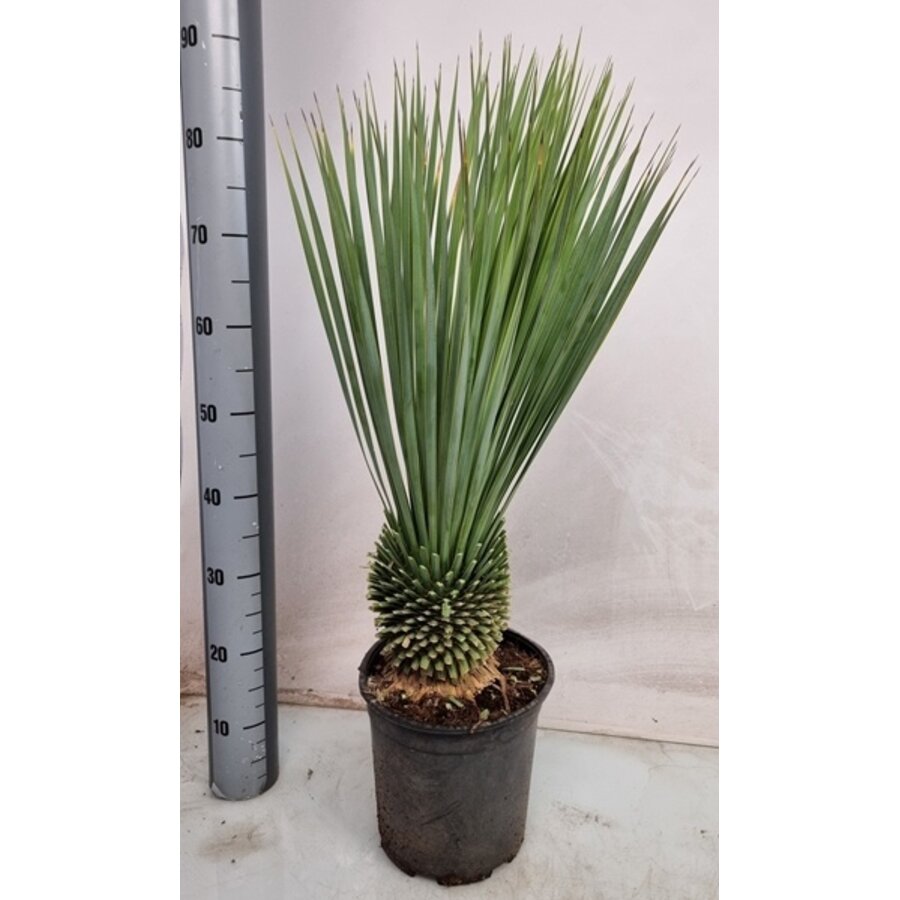 Yucca rostrata | 85 cm hoog | 24 cm pot | wintergroene blikvanger voor tuin en terras