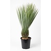 Yucca rostrata | 85 cm hoog | 24 cm pot