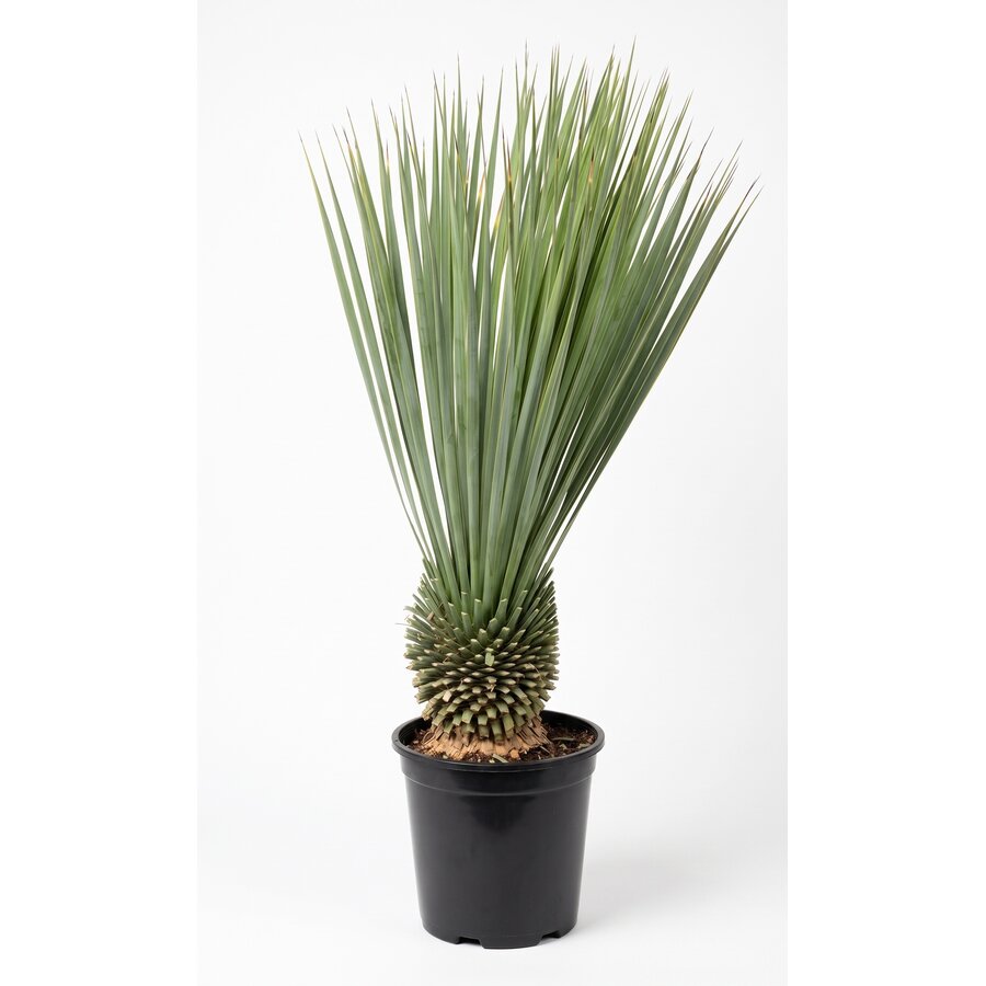 Yucca rostrata | 85 cm hoog | 24 cm pot | wintergroene blikvanger voor tuin en terras