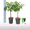 Vitis Bianca op stam | 80 cm hoog | 21 cm pot