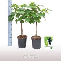 Vitis vinifera Bianca op stam | Witte druif | 80 cm hoog | In 21 cm pot