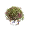 Gypsophila muralis | Muur-gipskruid | ca. 10 tot 20 cm hoog | 13 cm pot