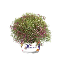 Gypsophila muralis (Muur-gipskruid) | ca. 10 tot 20 cm hoog | In 13 cm pot | Compacte zomerbloeier