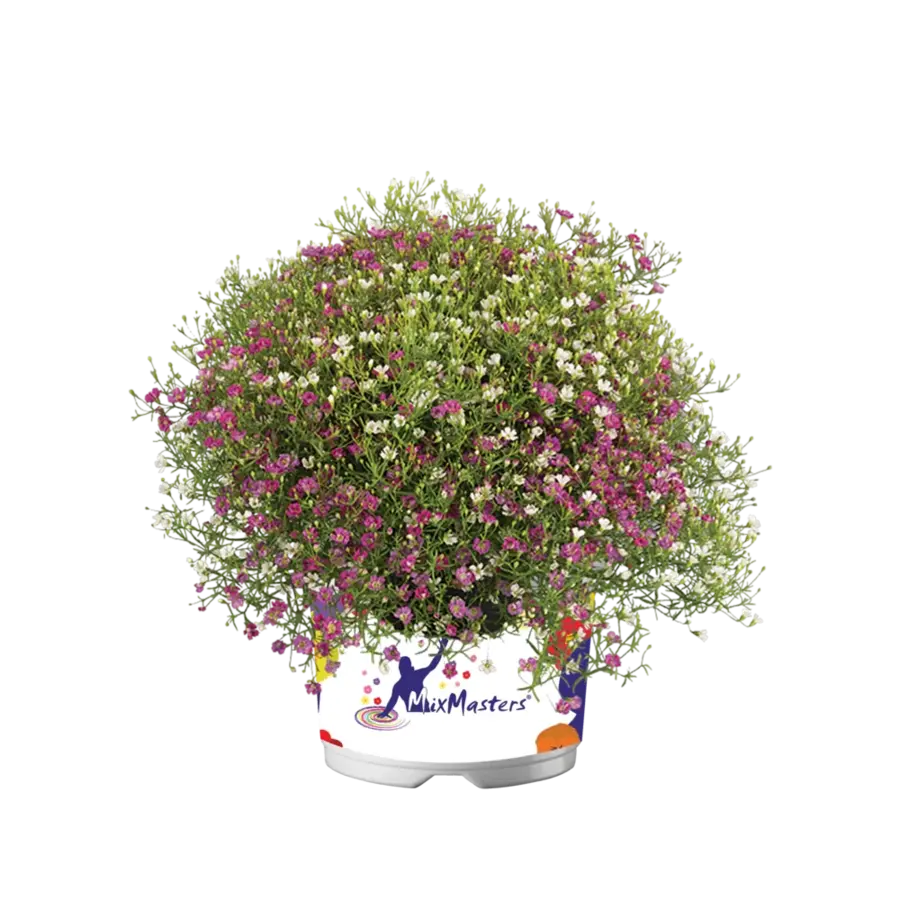 Gypsophila muralis (Muur-gipskruid) | ca. 10 tot 20 cm hoog | In 13 cm pot | Compacte zomerbloeier