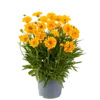 Coreopsis grandiflora 'Double the Sun' | Meisjesogen | ca. 15 tot 20 cm hoog | 12 cm pot