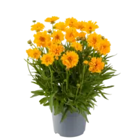 Coreopsis grandiflora 'Double the Sun' (Meisjesogen) | ca. 15 tot 20 cm hoog | In 12 cm pot | Geelbloeiende vaste tuinplant