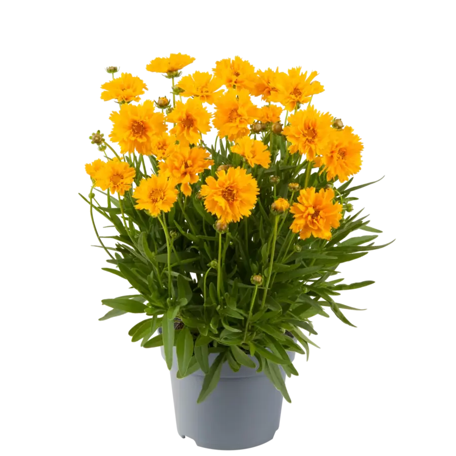 Coreopsis grandiflora 'Double the Sun' (Meisjesogen) | ca. 15 tot 20 cm hoog | In 12 cm pot | Geelbloeiende vaste tuinplant
