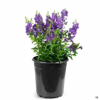 Angelonia Serena Paars | zomerleeuwenbek | 20 cm hoog | 12 cm pot | paarse zomerbloeier