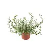Helichrysum petiolare | 10 cm pot | ca. 10 tot 15 cm hoog
