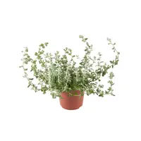 Helichrysum petiolare | Zilvergrijze hangplant | ca. 10 tot 15 cm hoog | 10 cm pot