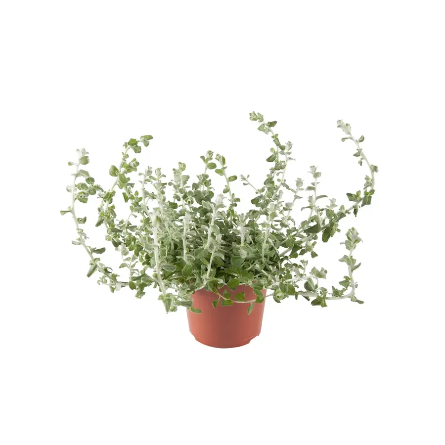 Helichrysum petiolare | Zilvergrijze hangplant | ca. 10 tot 15 cm hoog | 10 cm pot