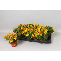 Bidens ferulifolia 'Bidy Boom Red Eye' | 10 cm pot | ca. 10 tot 15 cm hoog | Rijkbloeiende balkonplant