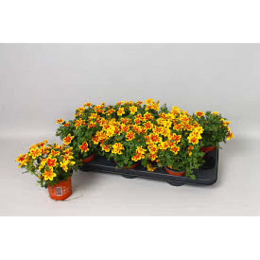 Bidens ferulifolia 'Bidy Boom Red Eye' | 10 cm pot | ca. 10 tot 15 cm hoog | Rijkbloeiende balkonplant