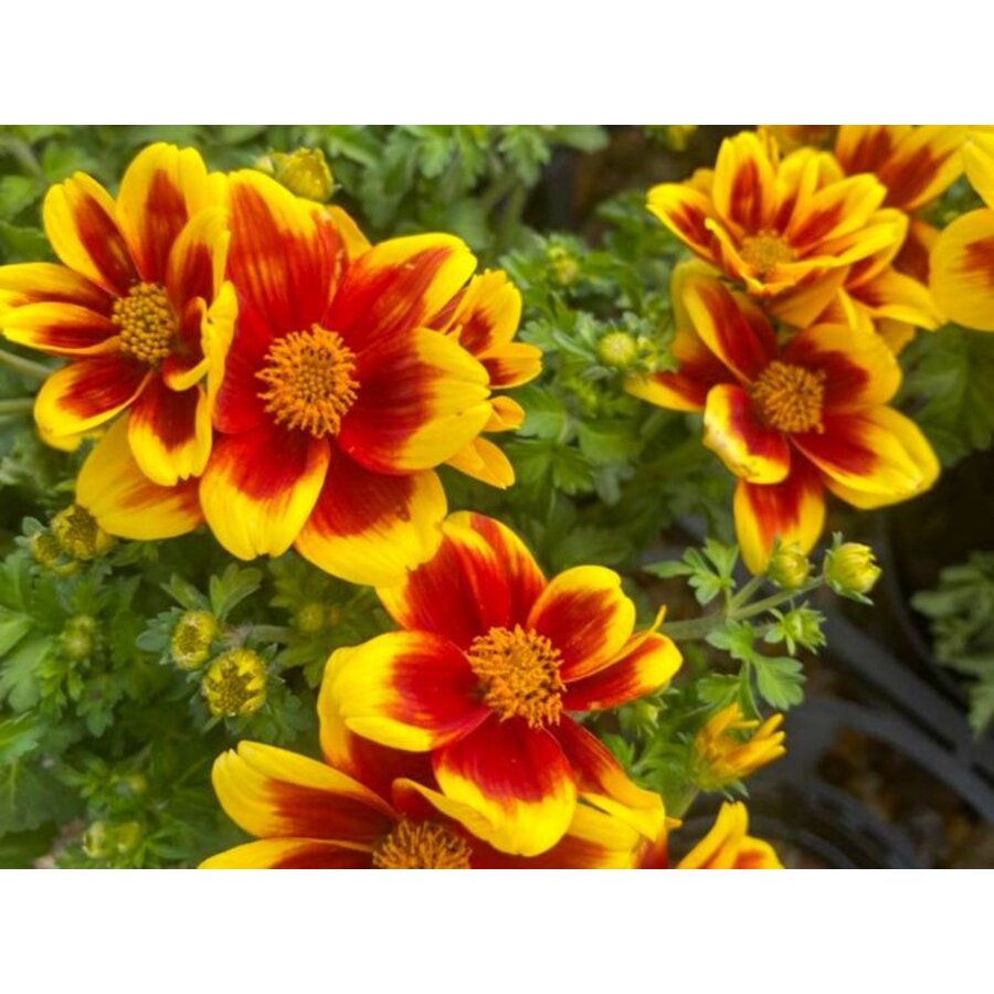 Bidens ferulifolia 'Bidy Boom Red Eye' | 10 cm pot | ca. 10 tot 15 cm hoog | Rijkbloeiende balkonplant