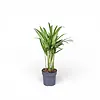 Chrysalidocarpus lutescens | Goudpalm | 7 cm pot | 35 cm hoog