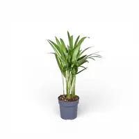 Chrysalidocarpus lutescens | Goudpalm terrarium- en kamerplant | 7 cm pot | circa 35 cm hoog