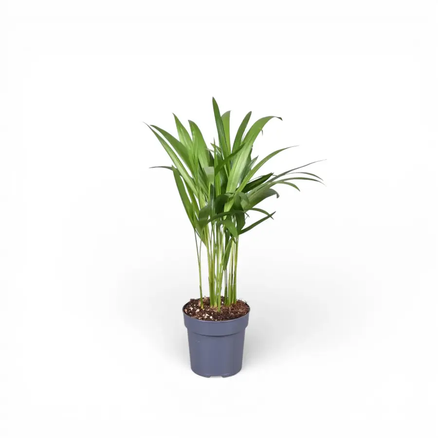 Chrysalidocarpus lutescens | Goudpalm terrarium- en kamerplant | 7 cm pot | circa 35 cm hoog