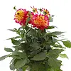 Dahlia 'Maggiore Fun Flame' | 25 tot 35 cm hoog | 17 cm pot