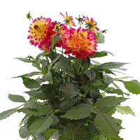 Dahlia 'Maggiore Fun Flame' | 25 tot 35 cm hoog | In 17 cm pot | Roodgele zomerbloeier