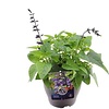Salvia 'Love and Wishes' | 15 cm pot | ca. 30 tot 40 cm hoog