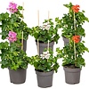Pelargonium peltatum gemengde kleuren | verkoop per stuk | 12 cm pot | ca. 20 cm hoog