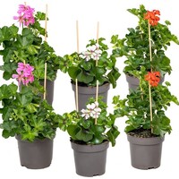 Pelargonium peltatum gemengde kleuren | hanggeranium | verkoop per stuk | 12 cm pot | ca. 20 cm hoog