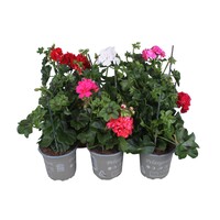 Pelargonium peltatum gemengde kleuren | hanggeranium | verkoop per stuk | 12 cm pot | ca. 20 cm hoog