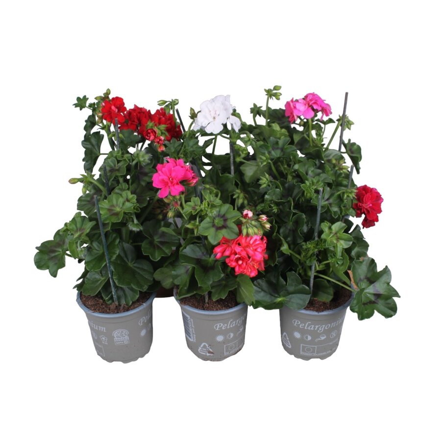 Pelargonium peltatum gemengde kleuren | hanggeranium | verkoop per stuk | 12 cm pot | ca. 20 cm hoog