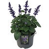 Salvia 'Mysty' | ca. 20 cm hoog | 12 cm pot