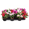 Catharanthus roseus | Maagdenpalm | Vinca | 10 cm pot | ca. 15 cm hoog