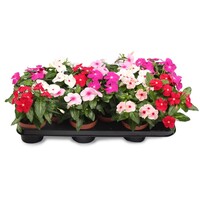Catharanthus roseus, ook bekend als maagdenpalm of vinca | 10 cm pot | ca. 15 cm hoog | Kleurrijke eenjarige zomerbloeier