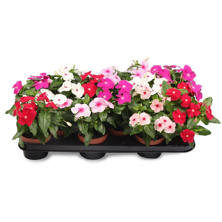 Catharanthus roseus, ook bekend als maagdenpalm of vinca | 10 cm pot | ca. 15 cm hoog | Kleurrijke eenjarige zomerbloeier