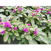Gomphrena ‘Purple Dots’ | 20 tot 25 cm hoog | 12 cm pot