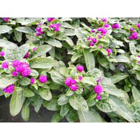 Gomphrena globosa ‘Purple Dots’ (kogelamarant) | 20 tot 25 cm hoog | In 12 cm pot | Paarse eenjarige zomerbloeier