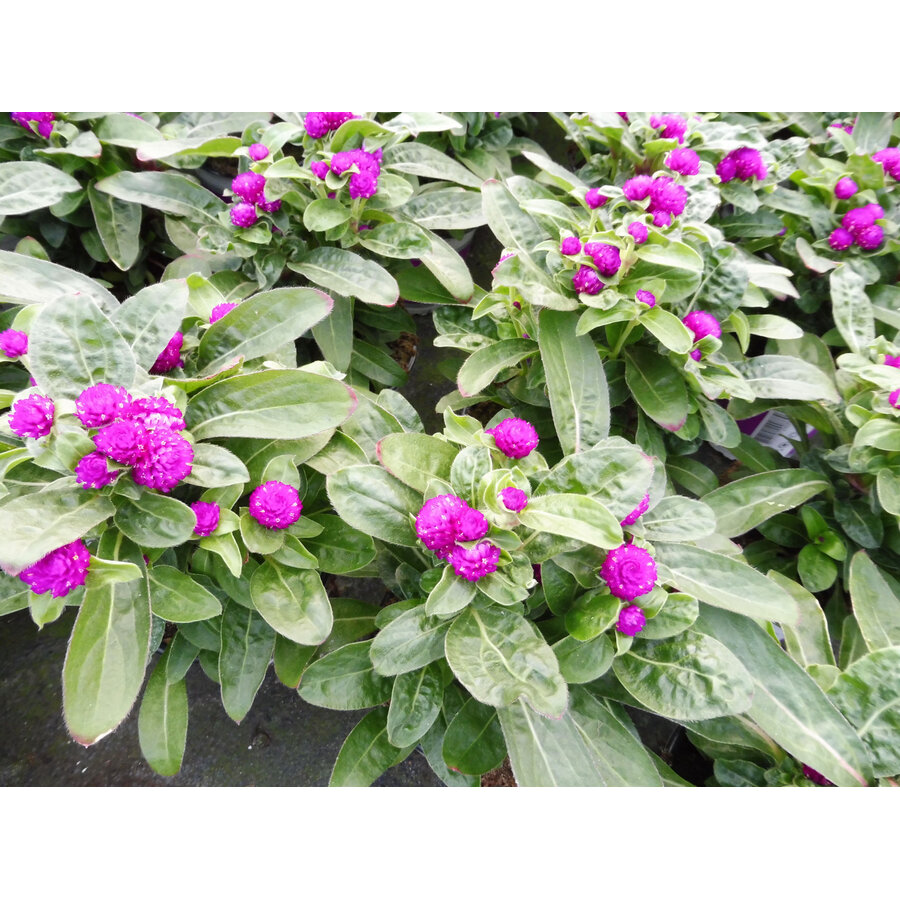 Gomphrena globosa ‘Purple Dots’ (kogelamarant) | 20 tot 25 cm hoog | In 12 cm pot | Paarse eenjarige zomerbloeier