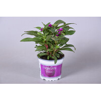Gomphrena globosa ‘Purple Dots’ (kogelamarant) | 20 tot 25 cm hoog | In 12 cm pot | Paarse eenjarige zomerbloeier