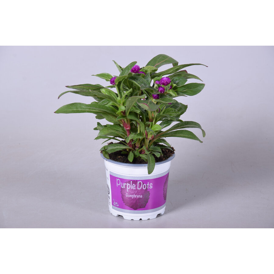 Gomphrena globosa ‘Purple Dots’ (kogelamarant) | 20 tot 25 cm hoog | In 12 cm pot | Paarse eenjarige zomerbloeier