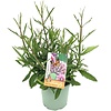 Verbena bonariensis | IJzerhard | 25 tot 35 cm hoog | 15 cm pot