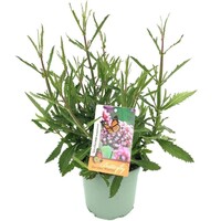 Verbena bonariensis (ijzerhard) | ca. 25 tot 35 cm hoog | In 15 cm pot | Luchtige paarse borderplant