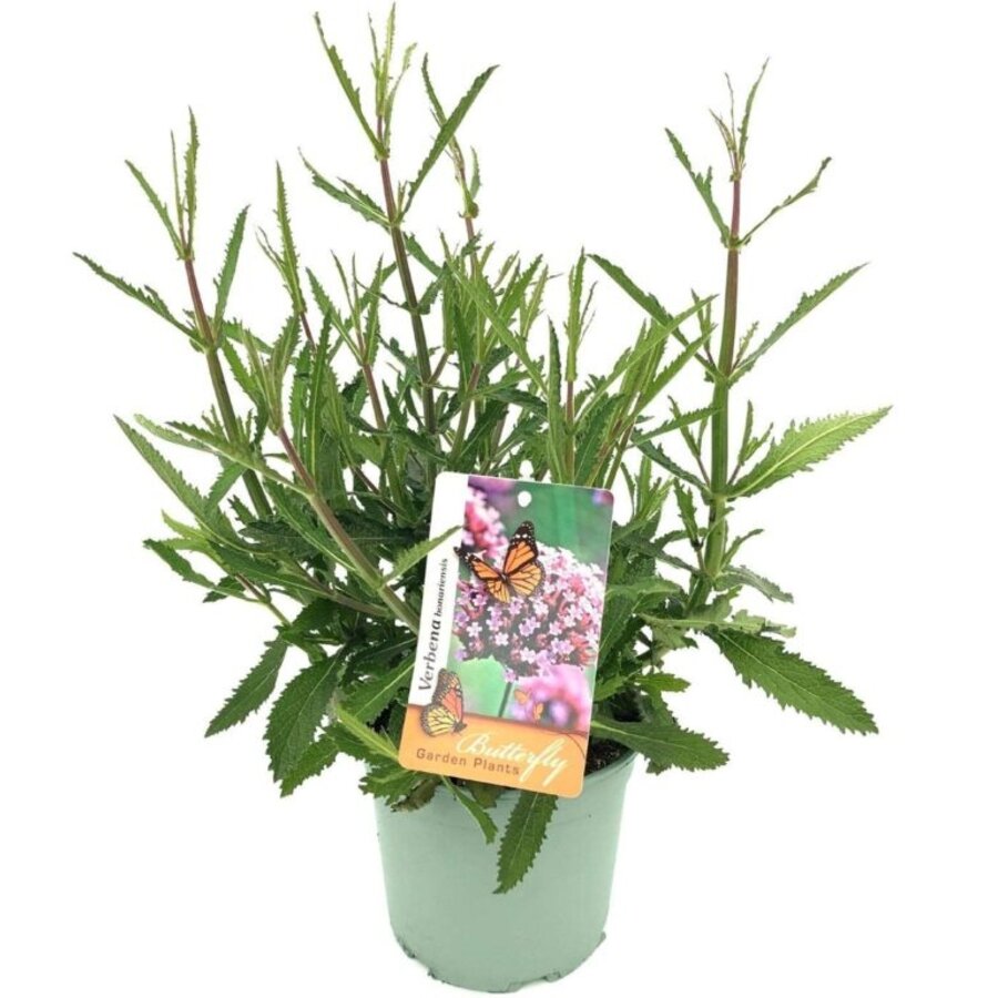 Verbena bonariensis (ijzerhard) | ca. 25 tot 35 cm hoog | In 15 cm pot | Luchtige paarse borderplant
