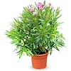 Nerium oleander | 24 cm pot | 65 cm hoog | 10 takken