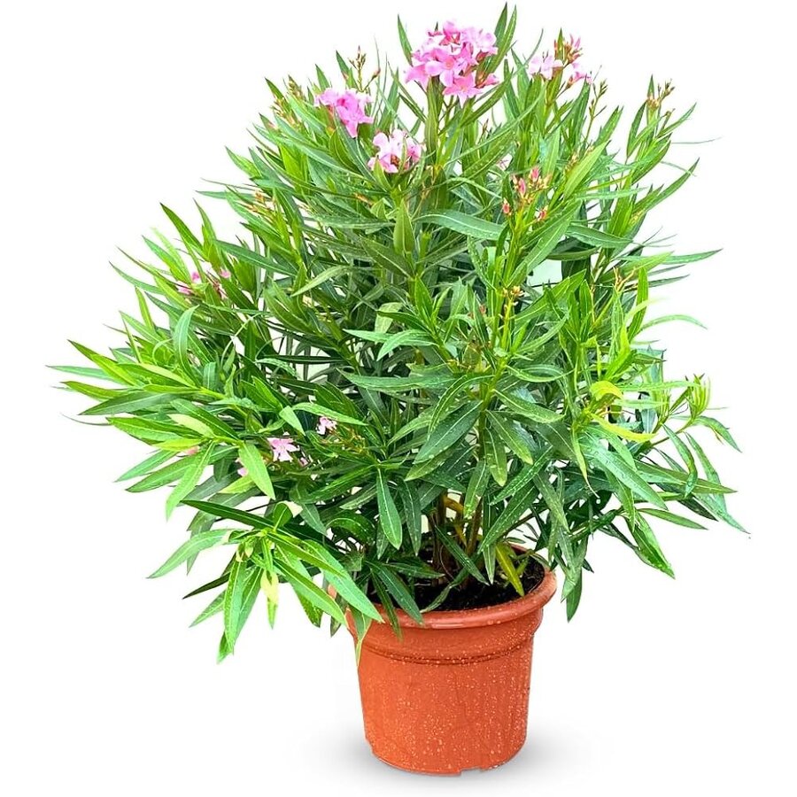 Nerium oleander | Oleander | 65 cm hoog | In 24 cm pot | 10 takken | Mediterrane kuipplant