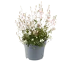 Prachtkaars | Gaura lindheimeri BELLEZA White | 15 cm pot | ca. 25 cm hoog