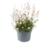 Prachtkaars | Gaura lindheimeri BELLEZA White | ca. 25 cm hoog | In 15 cm pot | Witbloeiende vaste plant