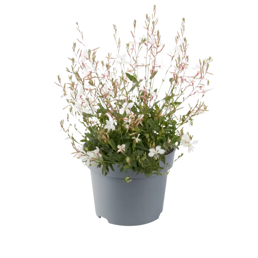 Prachtkaars | Gaura lindheimeri BELLEZA White | ca. 25 cm hoog | In 15 cm pot | Witbloeiende vaste plant